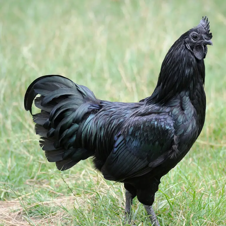 Ayam jantan hitam gagah