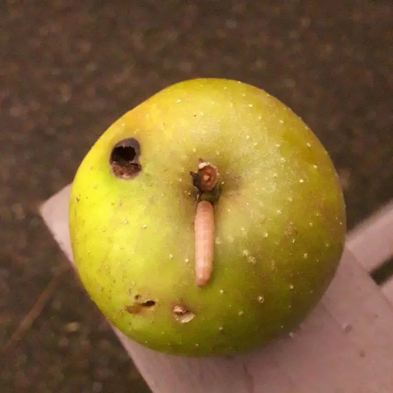 Gambar belatung dalam makanan