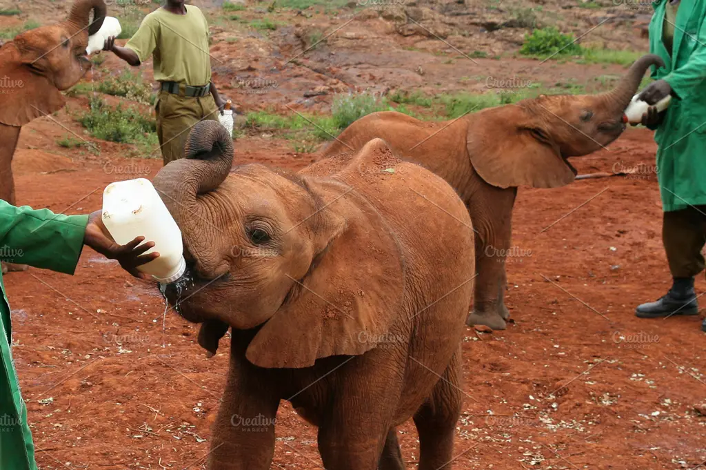 Bayi gajah sedang minum susu dari induknya