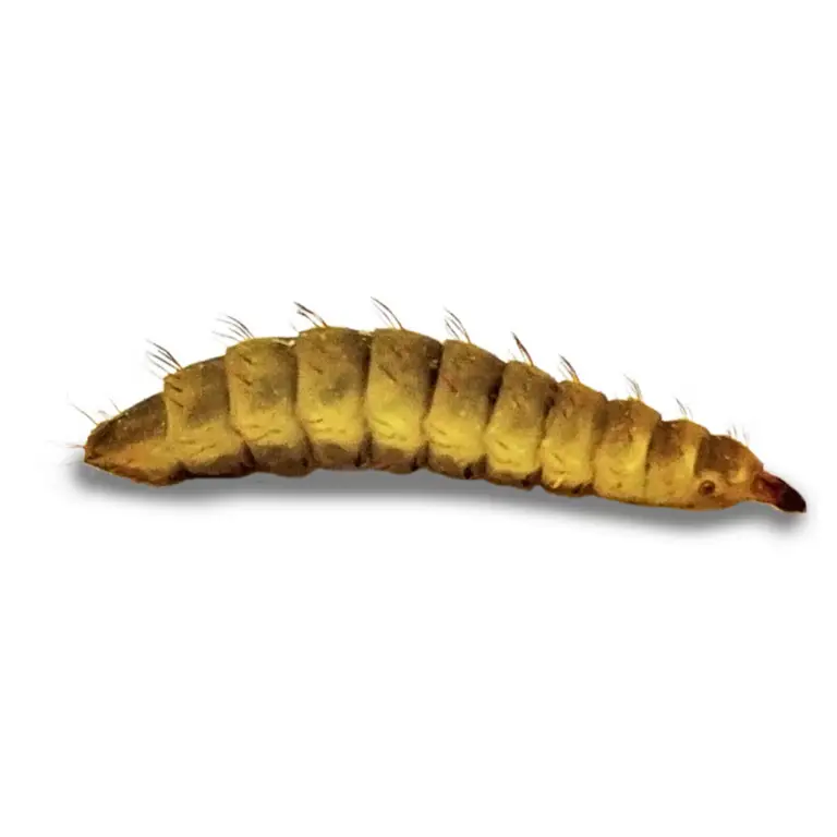 Gambar larva lalat (belatung)