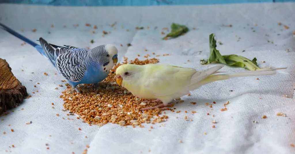 Burung kicau yang sehat dan berbulu indah