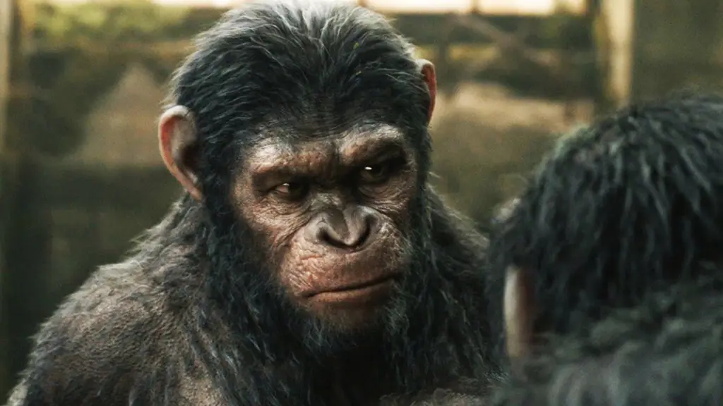 Caesar, simpanse cerdas dalam film Dawn of the Planet of the Apes.