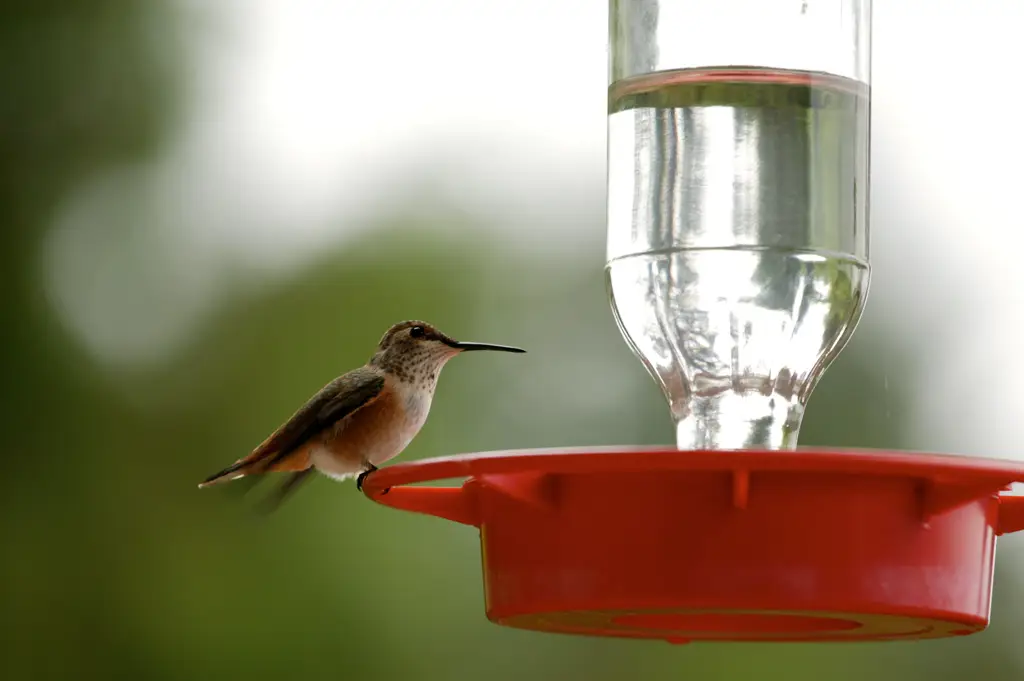 Seekor burung sedang minum air