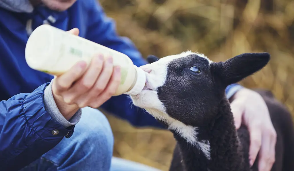 Seseorang sedang minum susu kambing