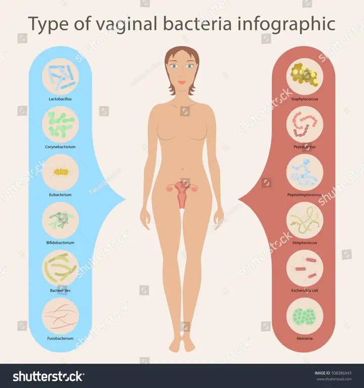 Ilustrasi Organ Intim yang Sehat