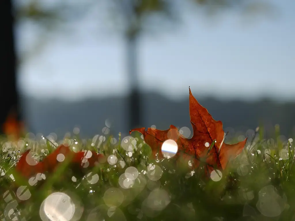 Contoh efek bokeh yang dihasilkan dari proses setriming bokeh.