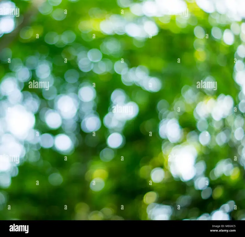 Fotografi bokeh alam yang indah