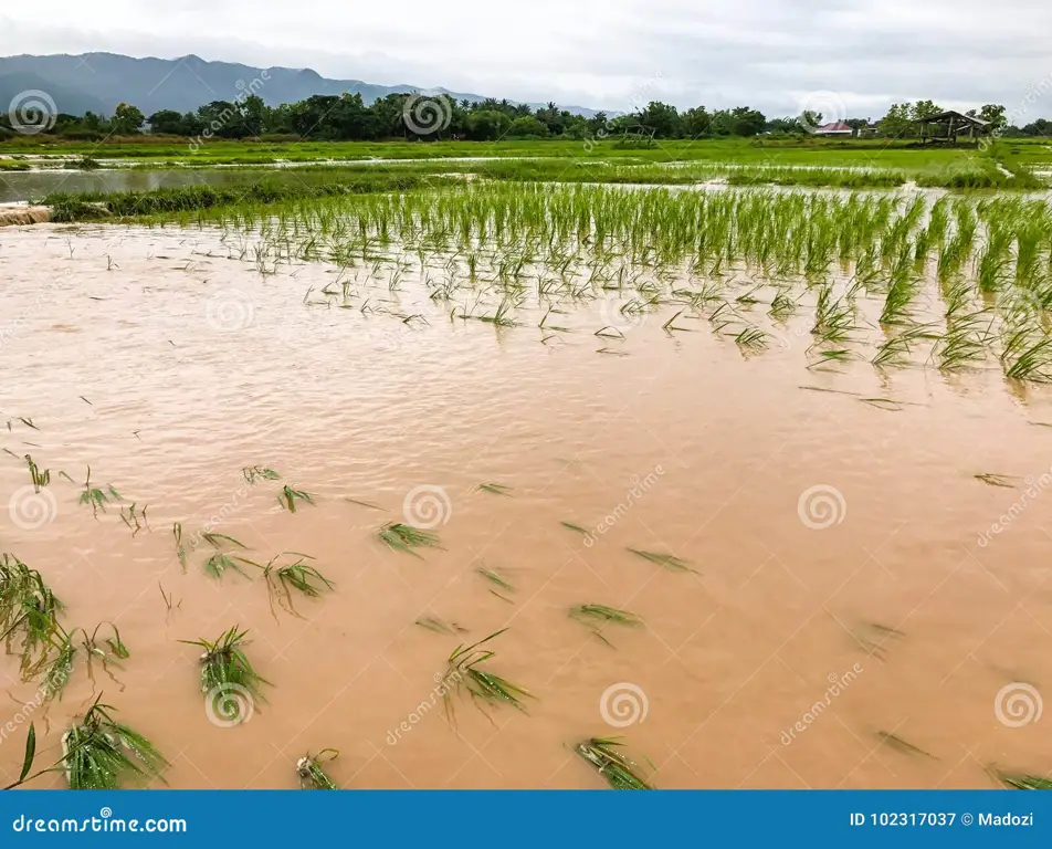 Banjir di sawah akibat meki basah