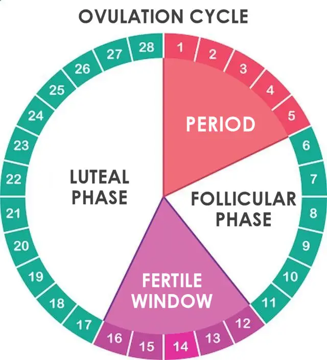 Diagram siklus menstruasi yang menunjukkan perubahan lendir serviks