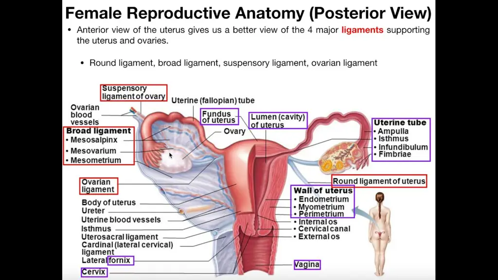 Diagram sistem reproduksi wanita