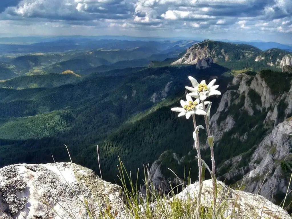 Gambar bunga edelweiss di pegunungan