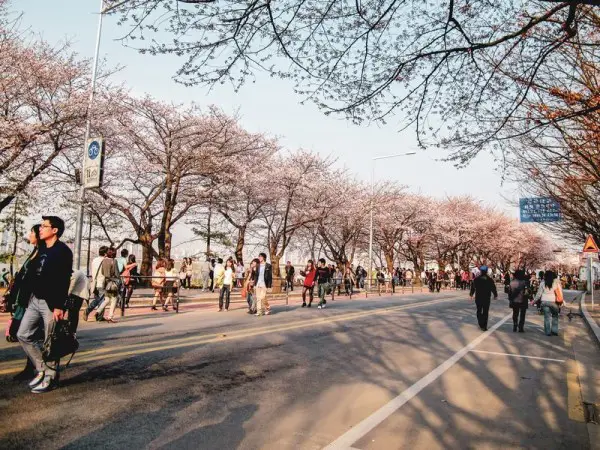 Festival Sakura di Yeouido, Seoul