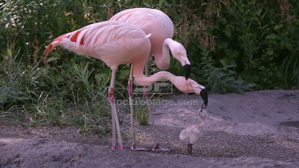 Seorang flamingo dewasa memberi makan anaknya dengan susu burung