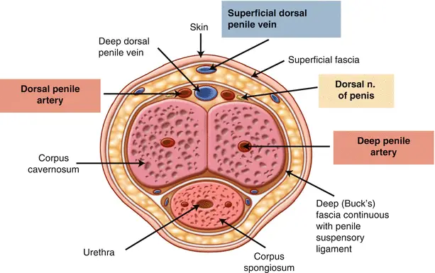 Ilustrasi anatomi penis