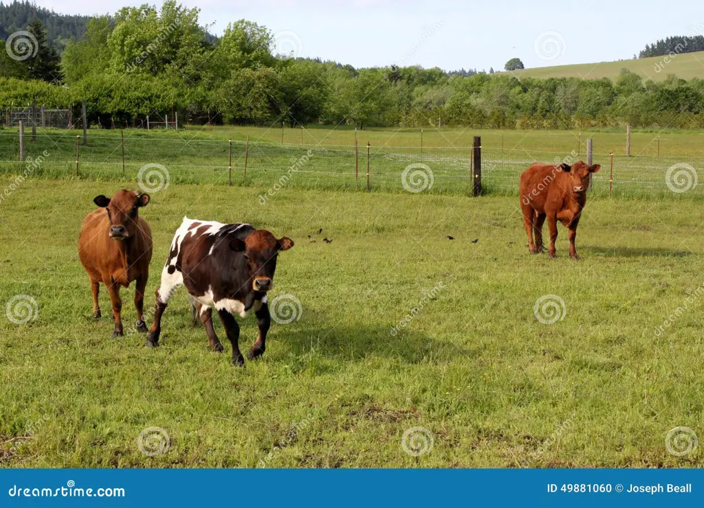 Sapi-sapi yang bahagia di padang rumput