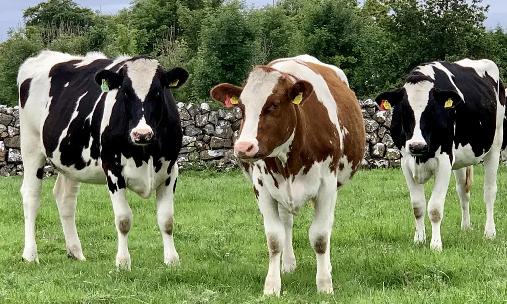 Sapi Holstein yang menghasilkan susu banyak