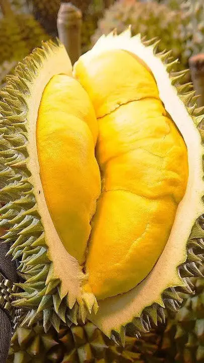 Kandungan nutrisi durian