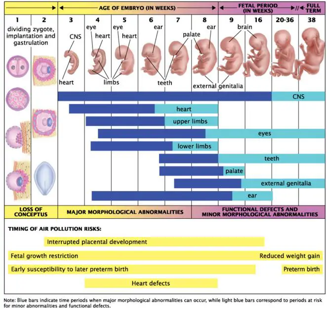 Grafik pertumbuhan berat badan bayi