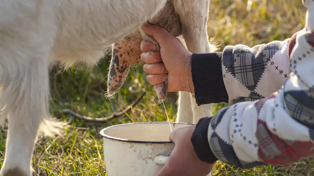 Gaya Hidup Sehat dengan Susu Kambing