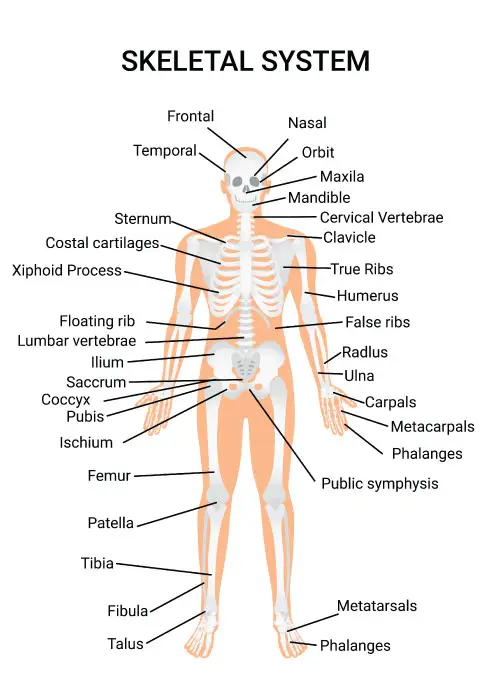 Diagram anatomi alat kelamin pria