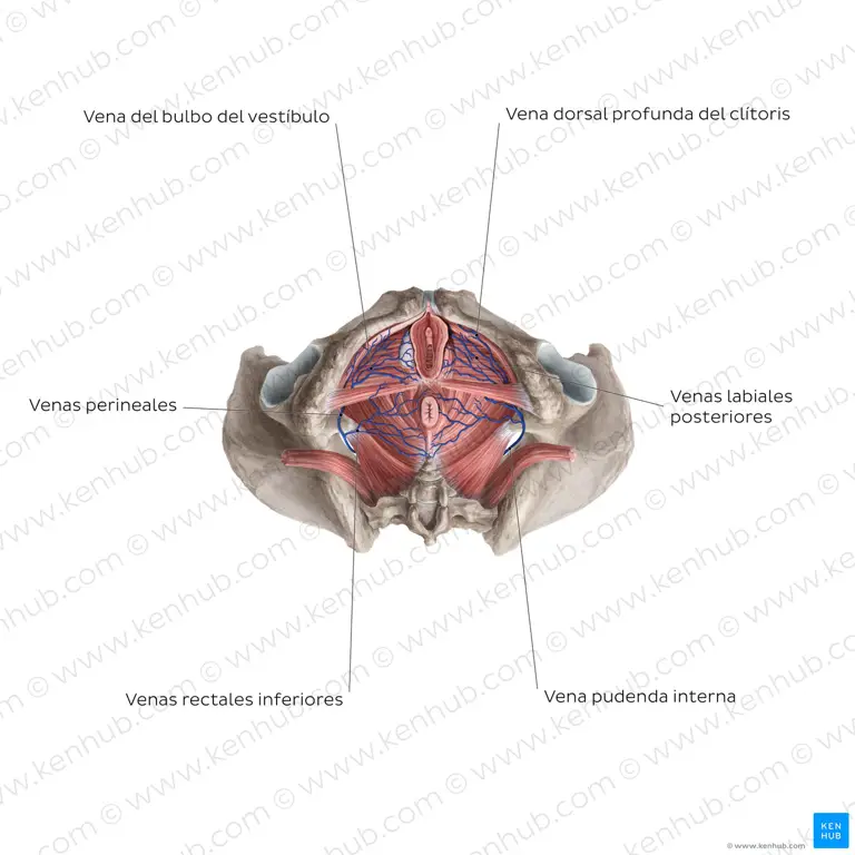 Diagram anatomi klitoris