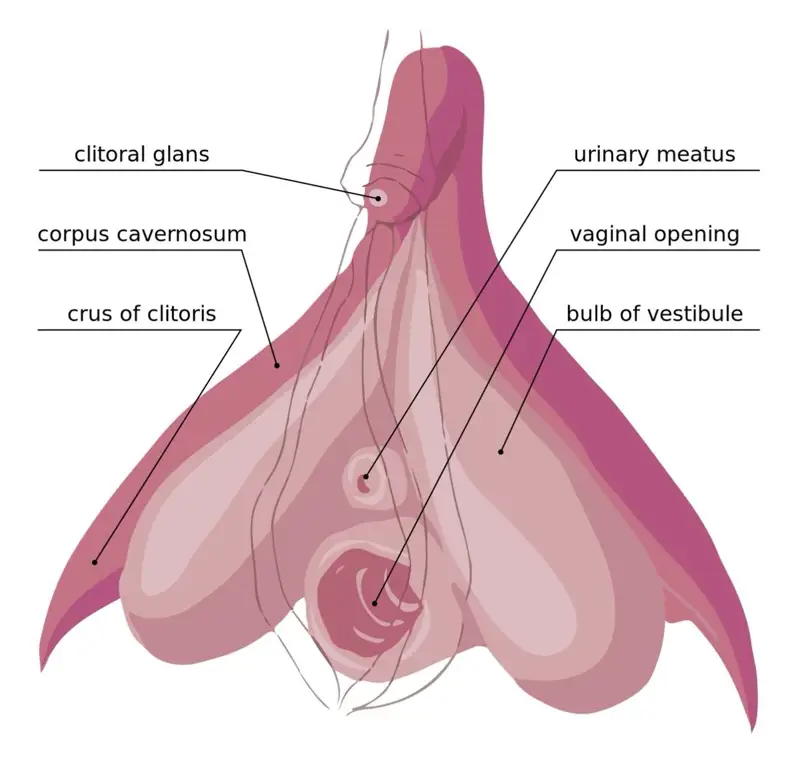 Diagram anatomi wanita yang menyorot klitoris