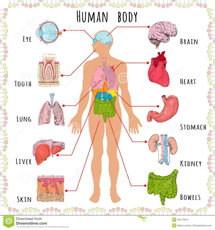 Ilustrasi anatomi manusia