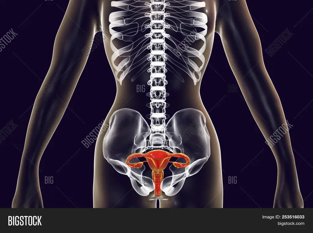 Diagram anatomi organ intim wanita