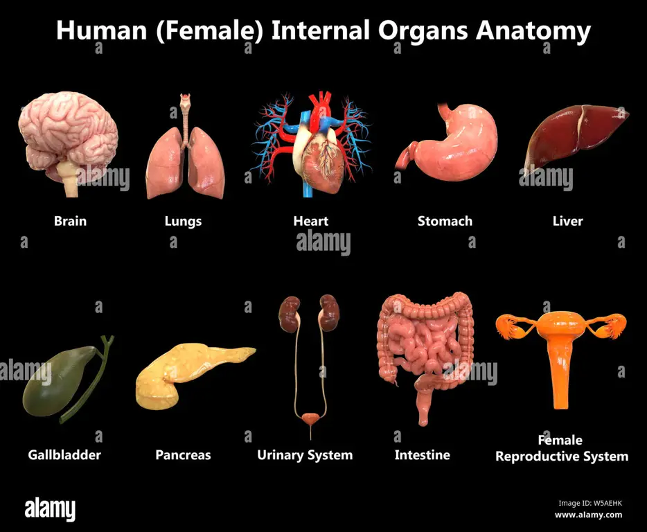 Diagram anatomi organ kewanitaan