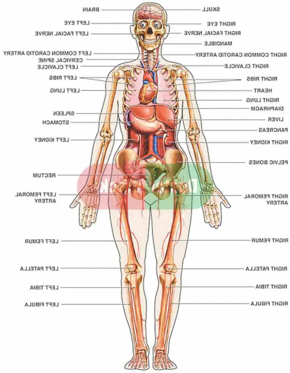 Diagram anatomi wanita