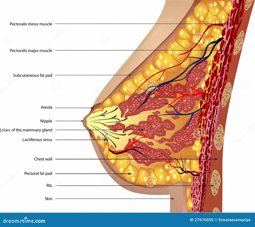 Diagram anatomi payudara wanita