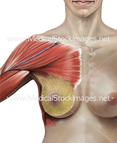 Diagram anatomi payudara wanita