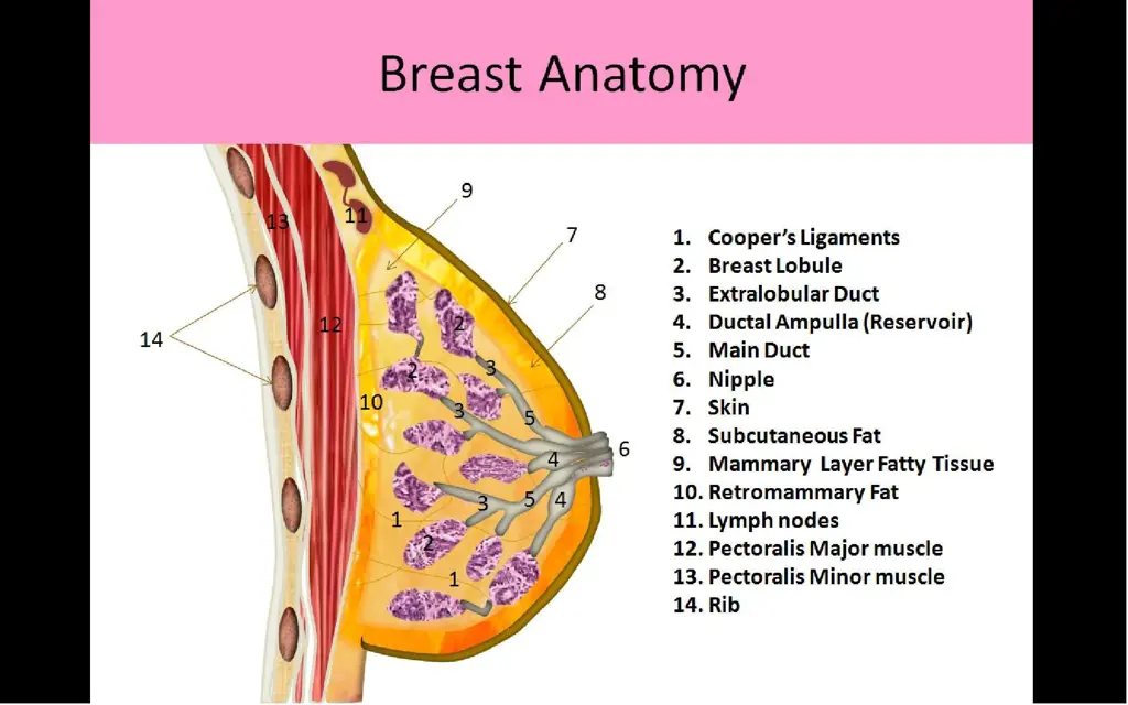 Diagram anatomi payudara