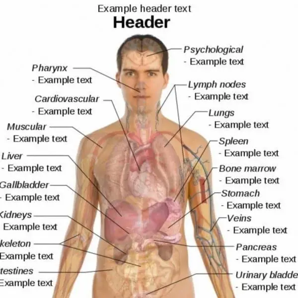 Diagram anatomi penis manusia