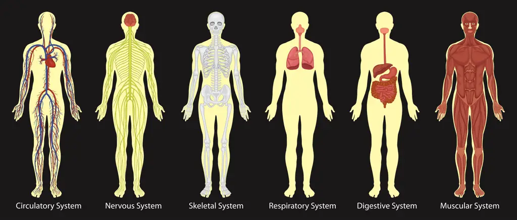 Diagram anatomi manusia yang menunjukkan bagian tubuh pria