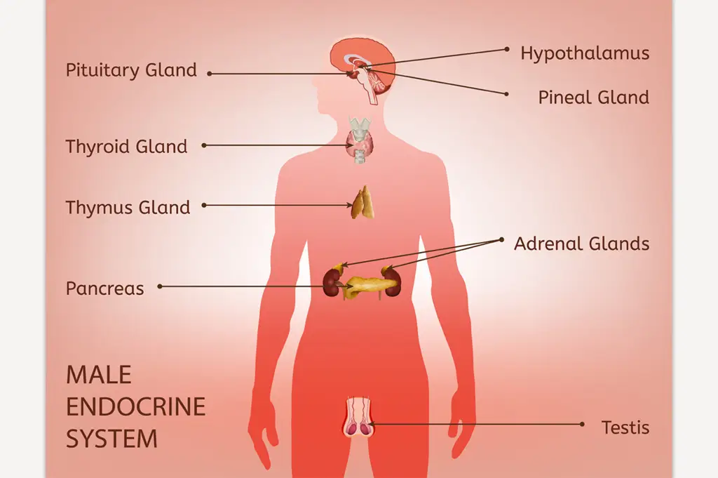 Diagram anatomi alat kelamin pria