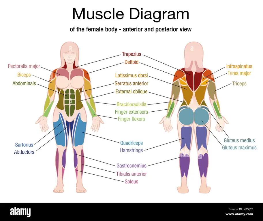 Diagram anatomi tubuh wanita