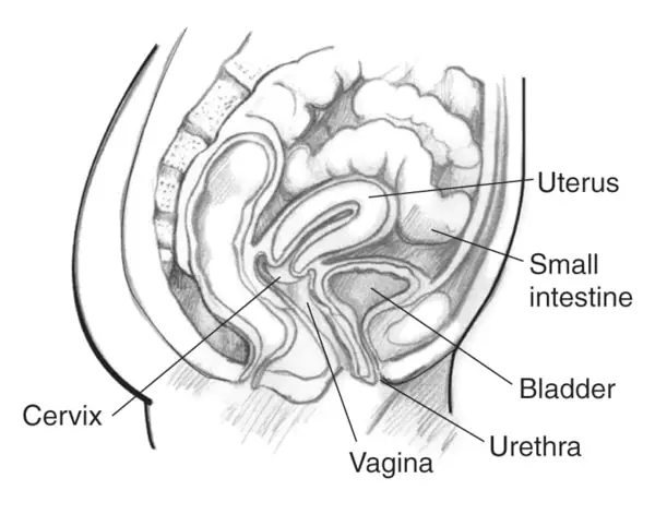 Anatomi uretra wanita