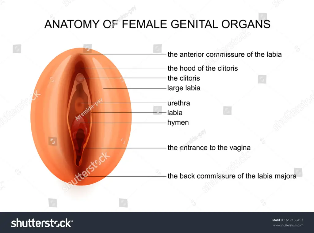 Diagram anatomi vulva