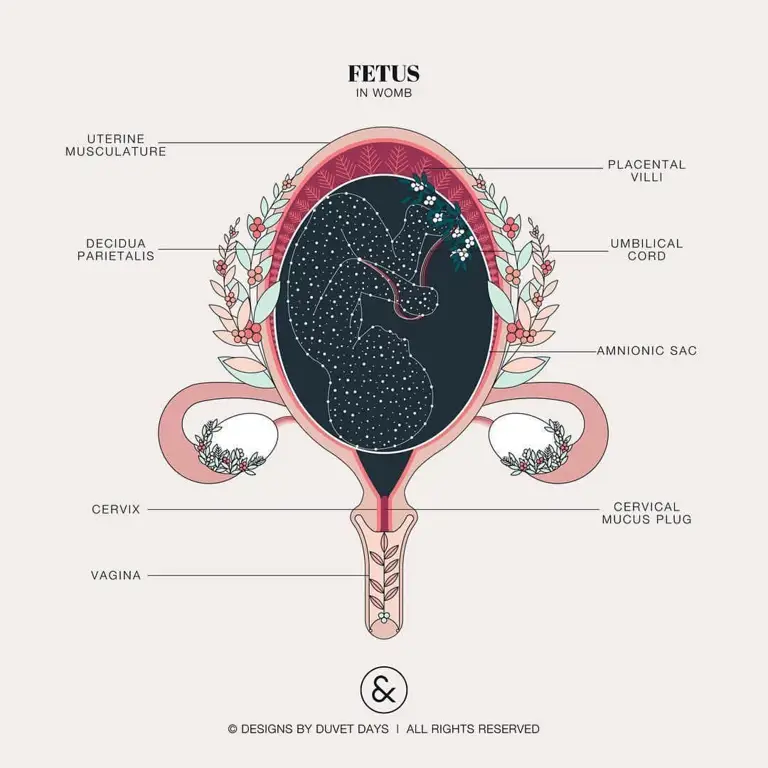 Anatomi vulva wanita