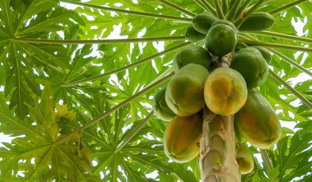 Buah pepaya besar dan matang