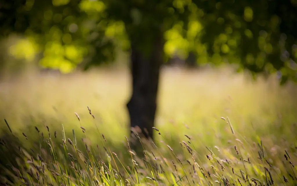 Contoh fotografi bokeh yang kabur