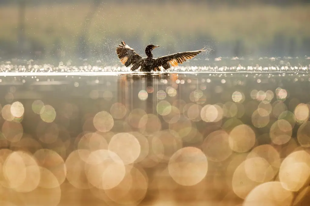 Contoh efek bokeh dalam fotografi