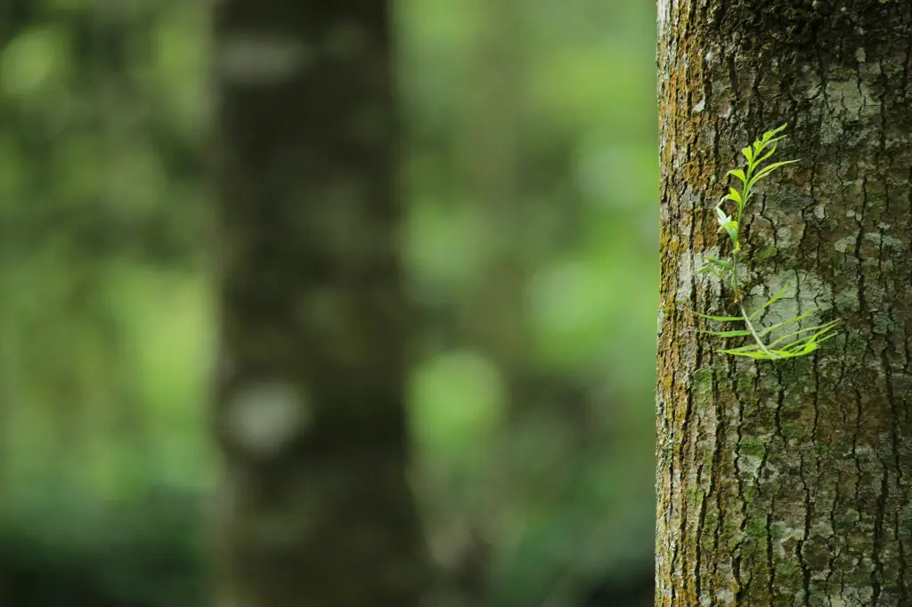 Contoh efek bokeh pada foto