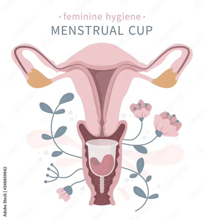 Ilustrasi vagina yang sehat