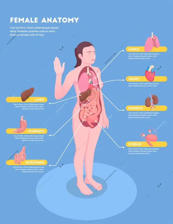 Ilustrasi medis resolusi tinggi anatomi wanita