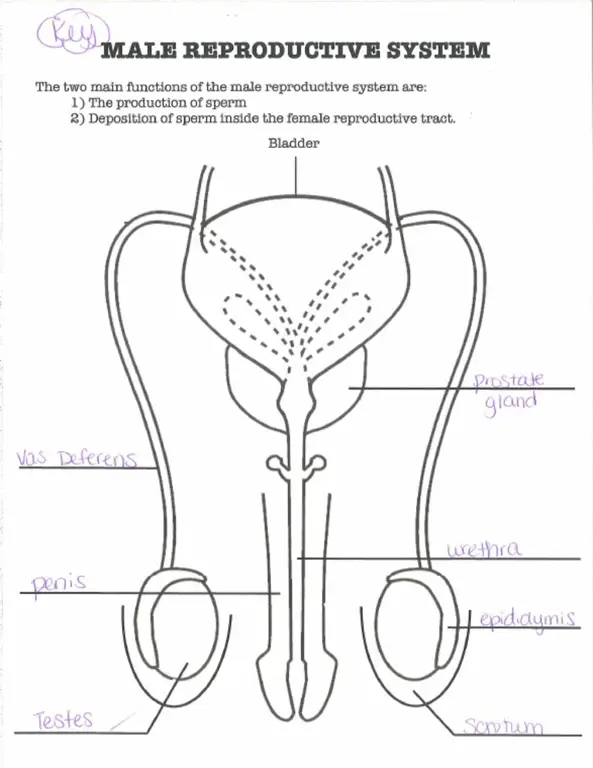 Diagram sistem reproduksi pria