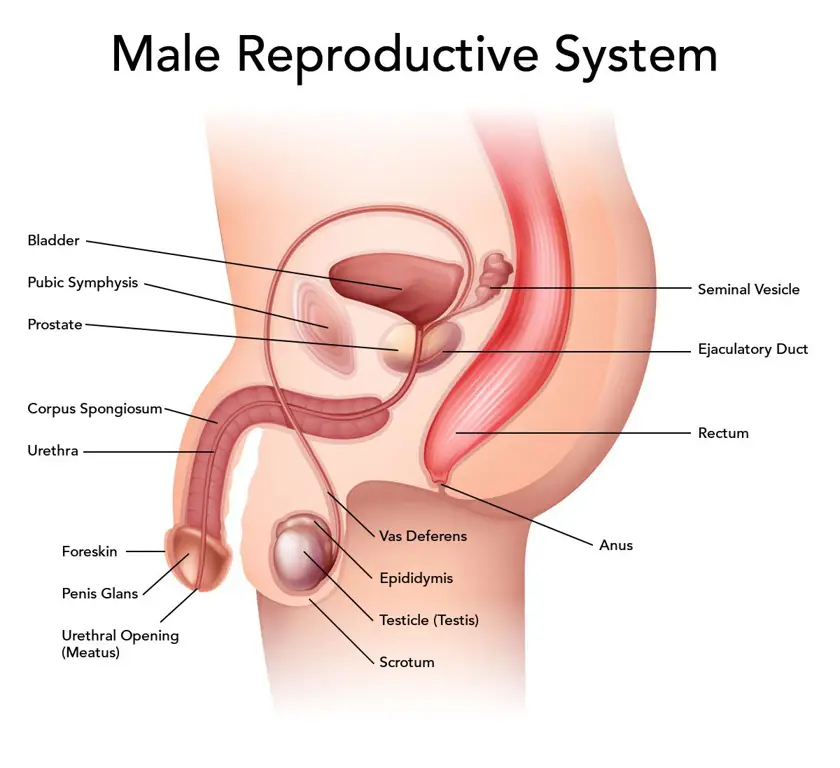 Sistem reproduksi wanita yang sehat