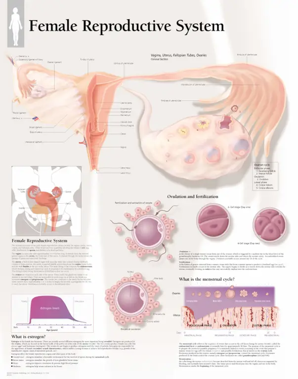 Diagram sistem reproduksi wanita