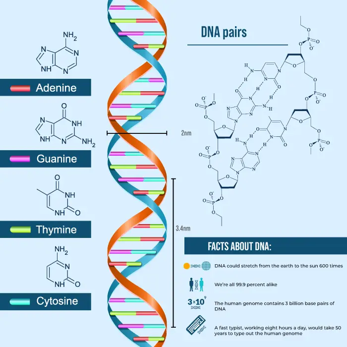 Struktur DNA yang kompleks